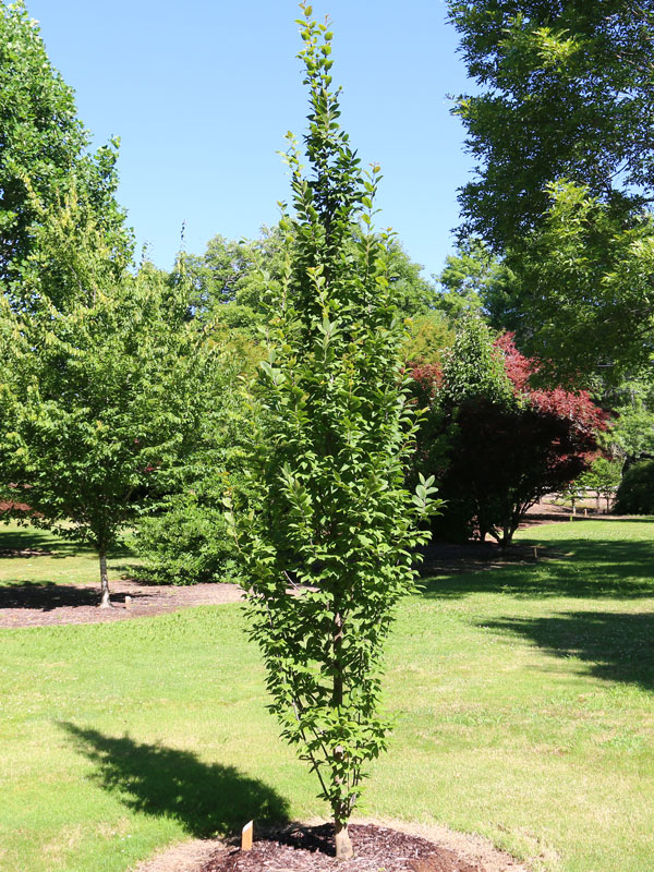 Carpinus betulus 'Lucas'